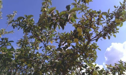 3d molina de aragón manzanas
